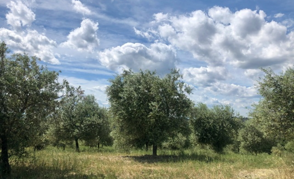 Far rivivere gli oliveti abbandonati è possibile ma serve un progetto