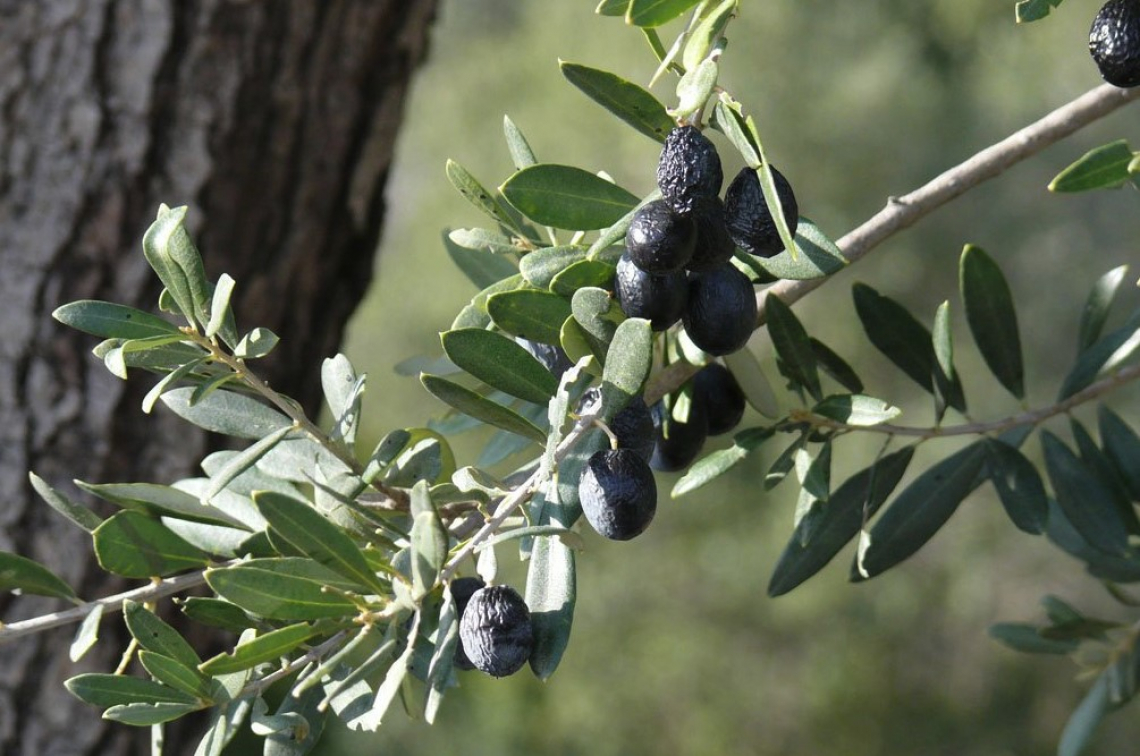 Scapigliato Alberi: già richiesti 15.000 olivi della prima fornitura