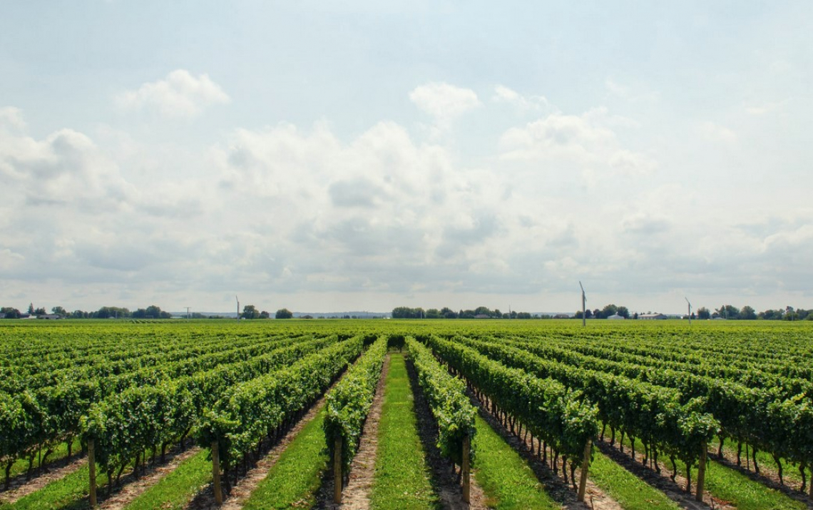 Il vigneto italiano è sempre più biologico