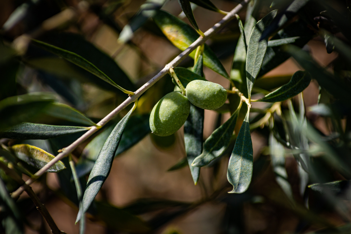 Per alleviare lo stress idrico dell'olivo non c'è solo il caolino