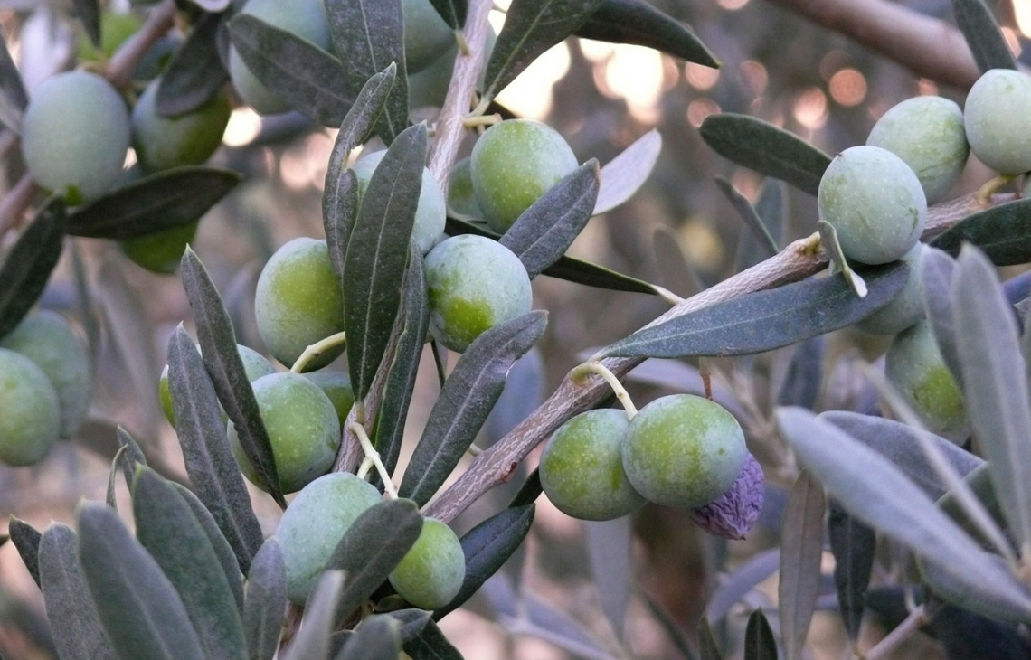 La fertilizzazione dell'oliveto con azoto, fosforo e potassio: quando è davvero redditizia