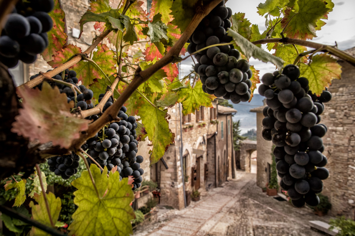 Montefalco sotto le Stelle ed Enologica: gli eventi di agosto e settembre