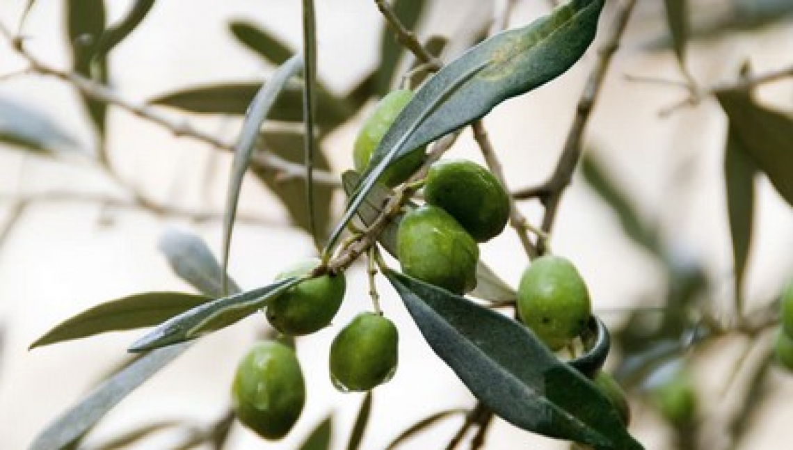 Il rimbalzo della produzione per l'olio d'oliva tunisino