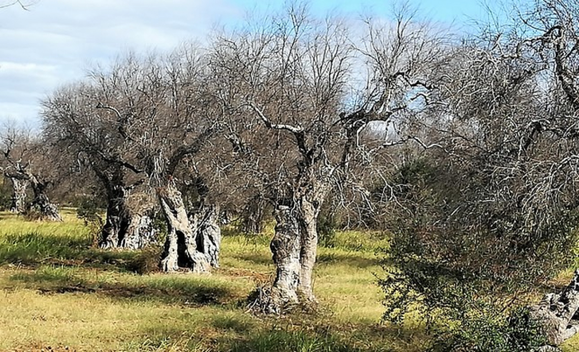 Oltre a Leccino e FS17 anche varietà frutticole resistenti o tolleranti a Xylella