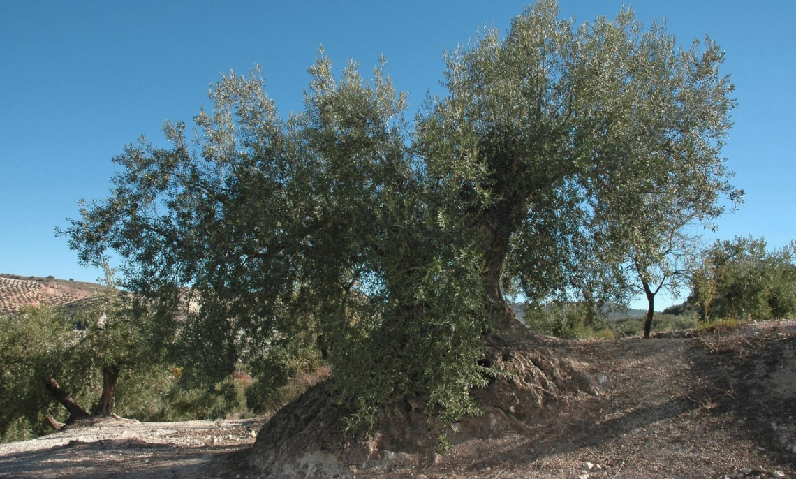 L’olivo gentile: lo splendore ignorato delle olivete
