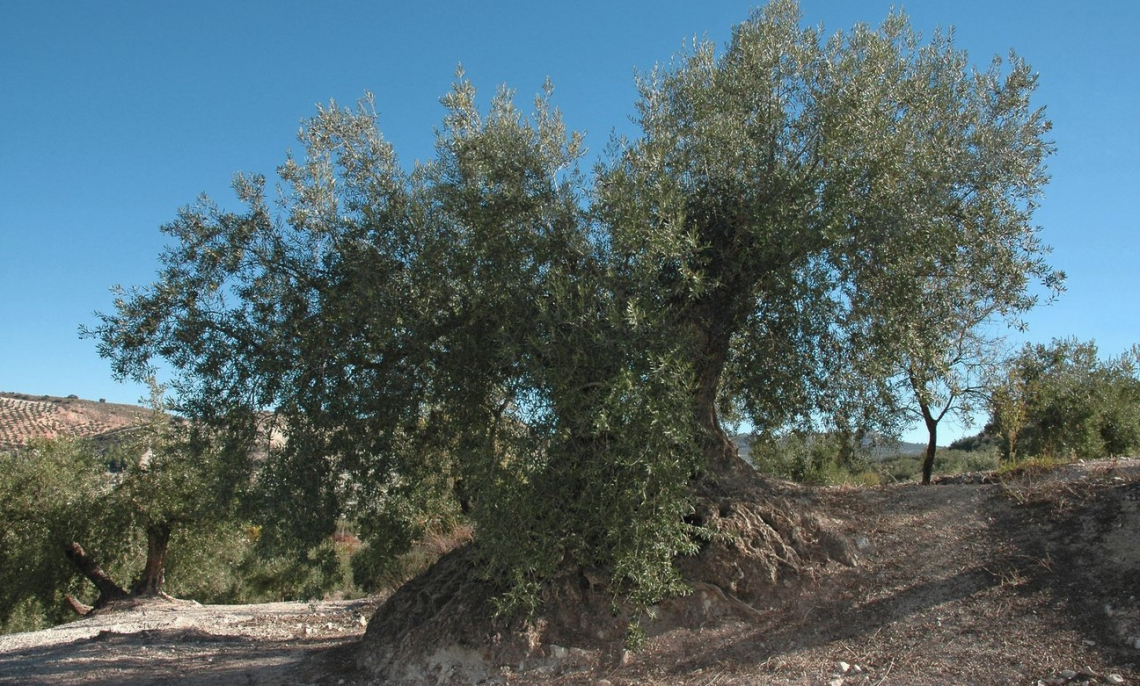 L’olivo gentile: lo splendore ignorato delle olivete