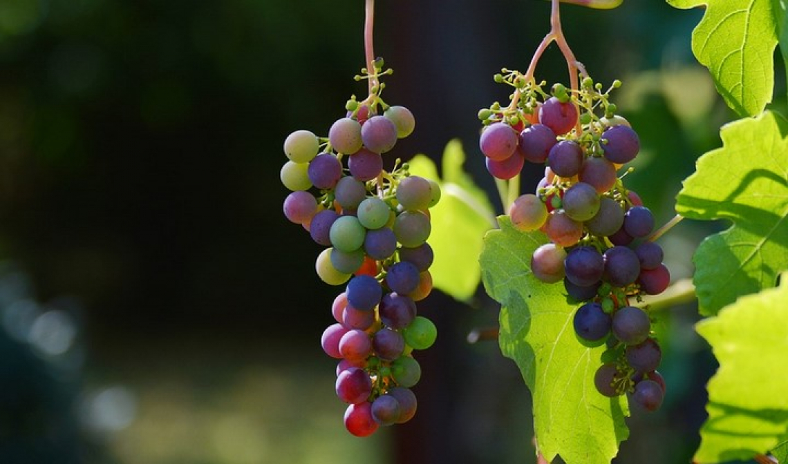 Una vendemmia in flessione per il Chianti