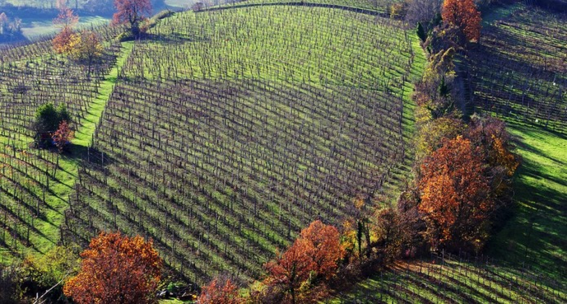 Riconoscimento speciale delle Città del Vino per il centenario della nascita di Federico Fellini