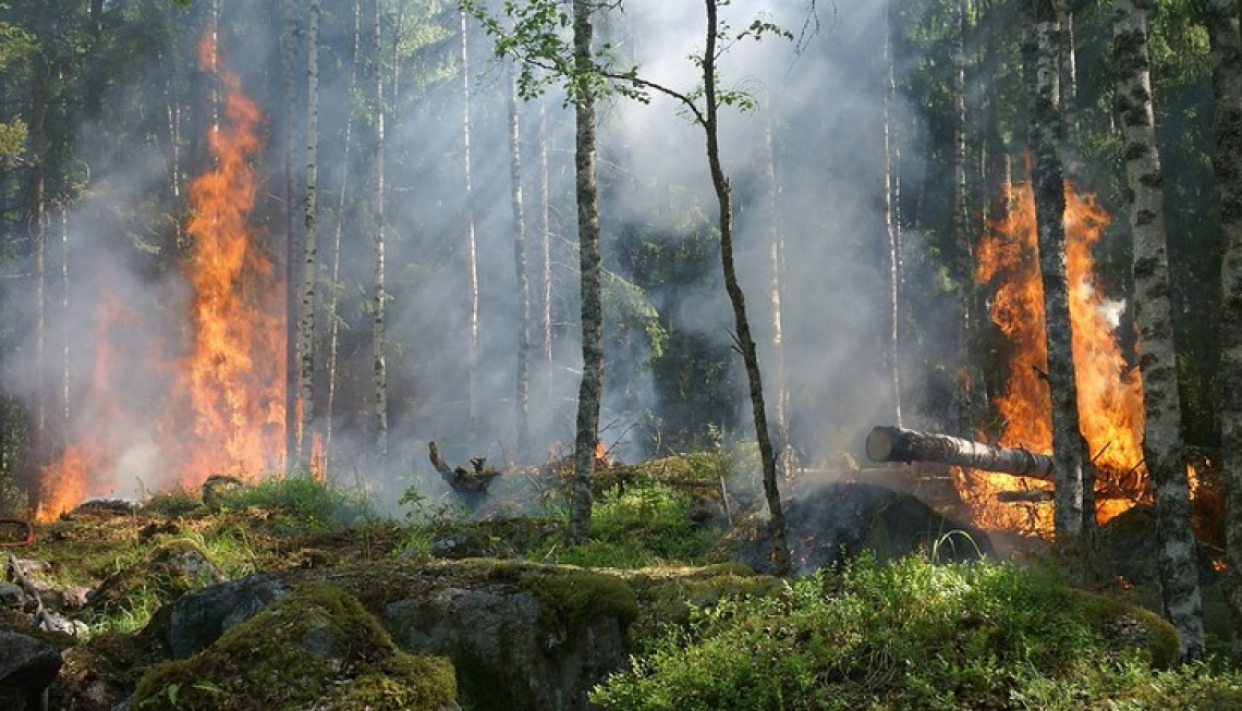 Nuove misure urgenti contro gli incendi boschivi