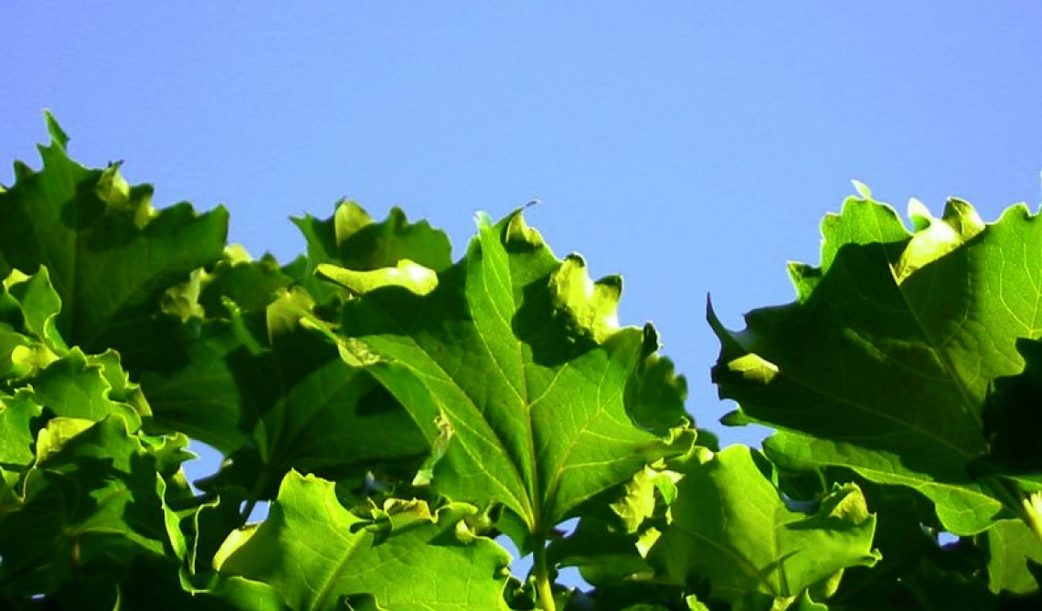 I vitigni resistenti a peronospora ed oidio conquistano il mercato