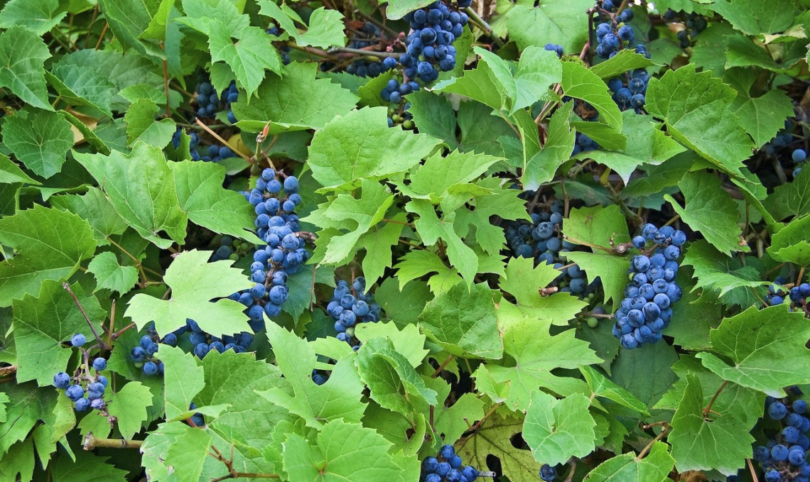 Nessuno scampo anche per i vigneti dagli incendi estivi