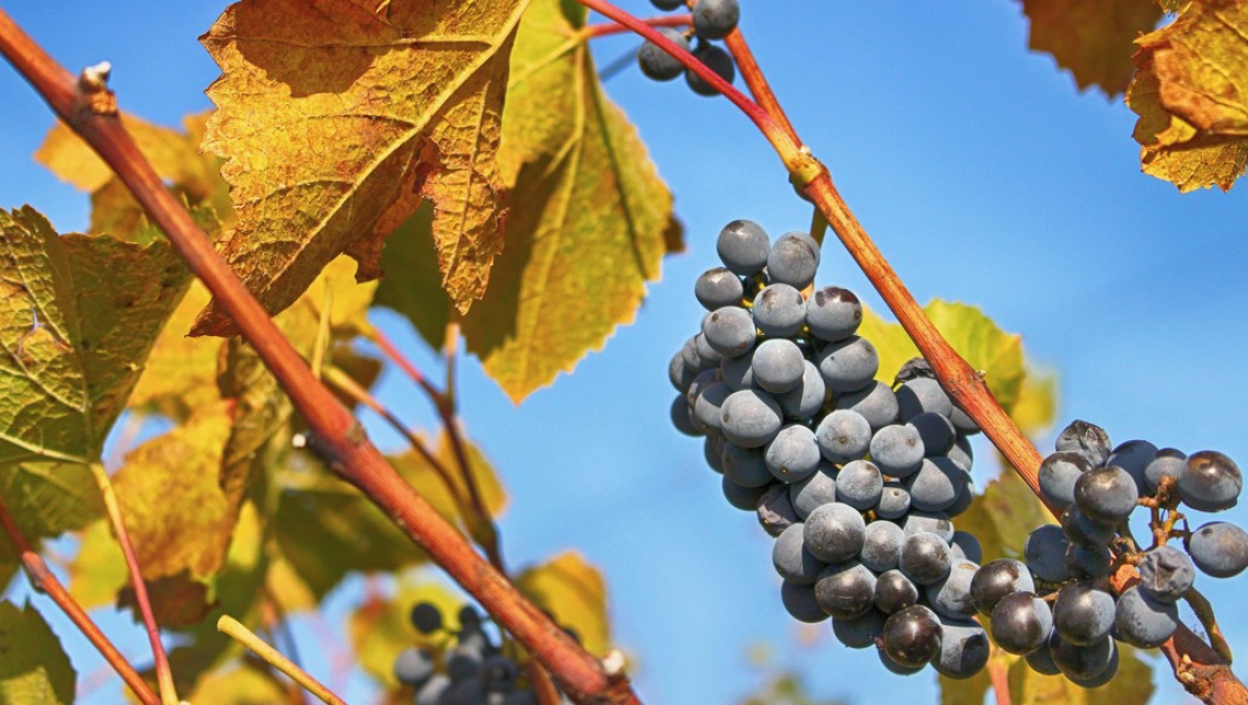 Vendemmia in calo a causa del clima ma l'Italia mantiene il primato