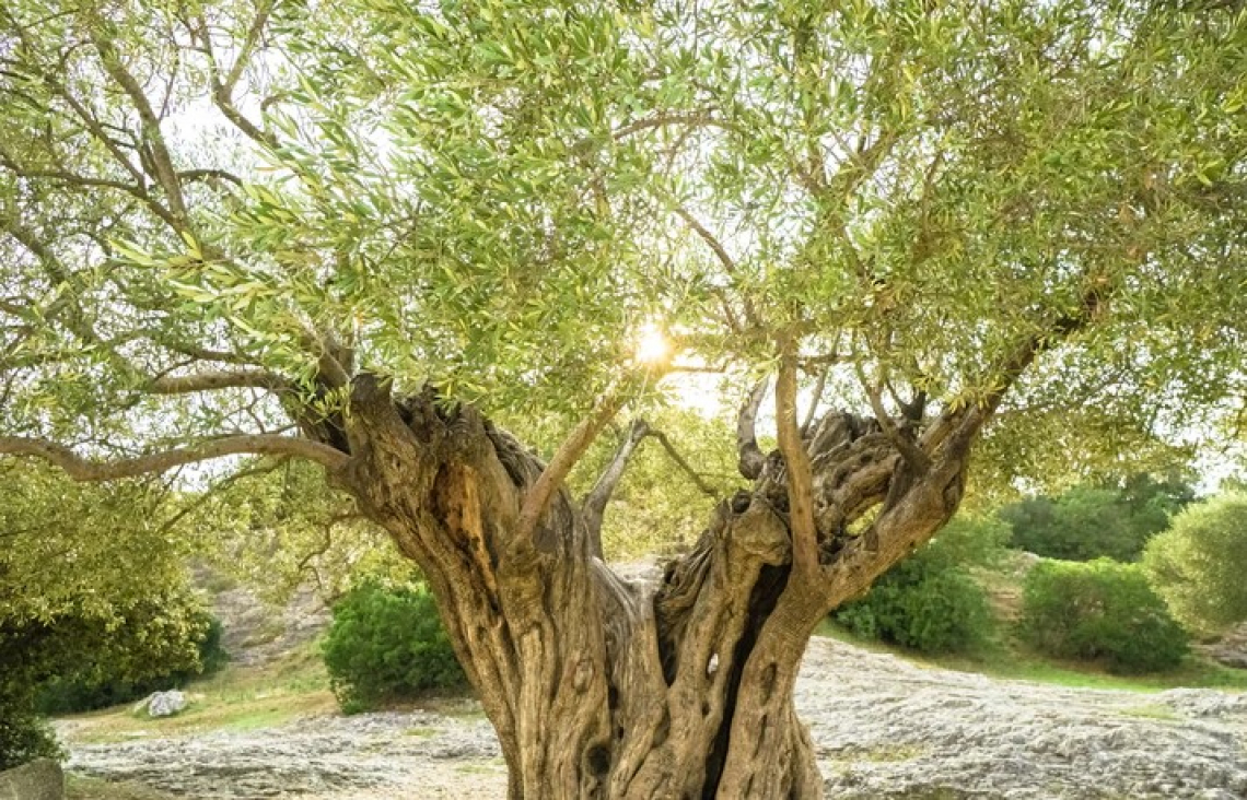 A rischio abbandono 5,5 milioni di ettari di oliveti tradizionali