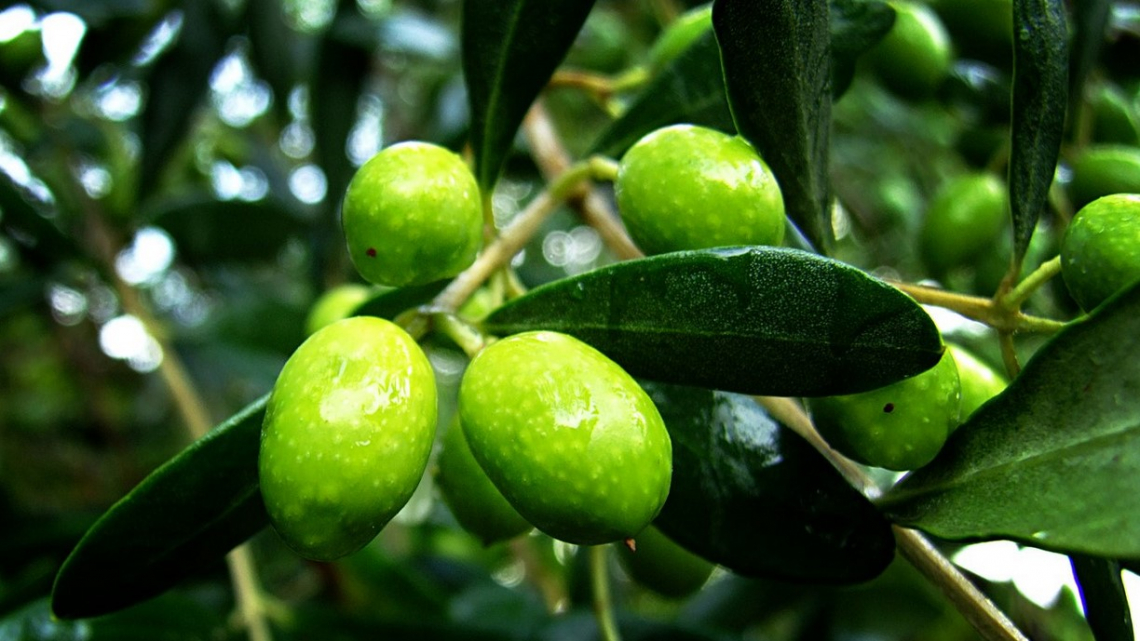 Raffreddare le olive prima dell'estrazione dell'olio: una via praticabile?