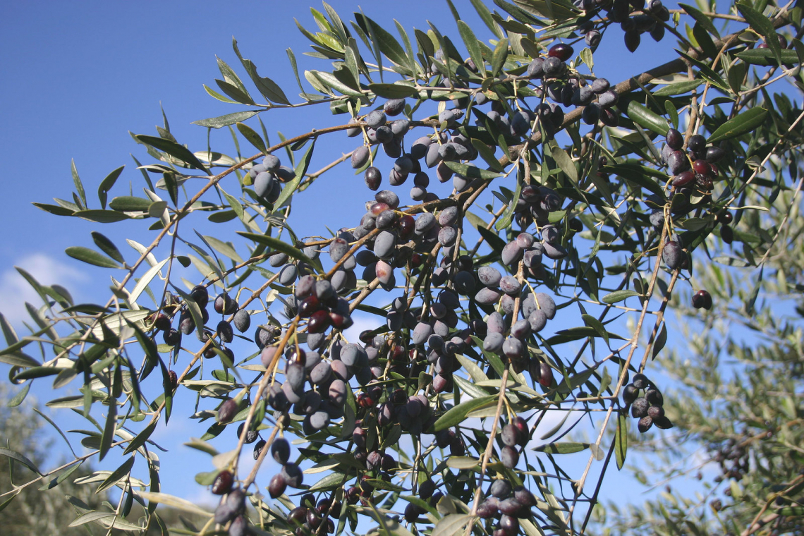 Il profilo organolettico dell'olio extra vergine d'oliva è varietà dipendente e ora sappiamo la ragione