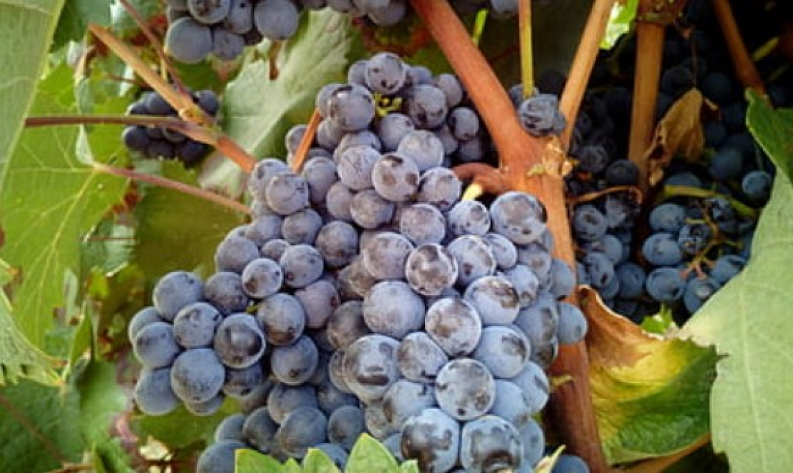 Il metabolismo secondario e le risposte di difesa sono regolate diversamente in Nebbiolo e Barbera durante la maturazione