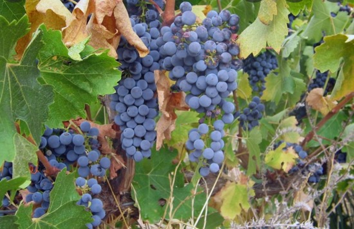 Andamento del contenuto zuccherino e dei composti C6 in singoli acini di vite Cabernet Sauvignon durante la maturazione