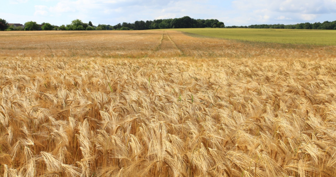 La selezione genetica del grano ora si basa sull'adattabilità al clima