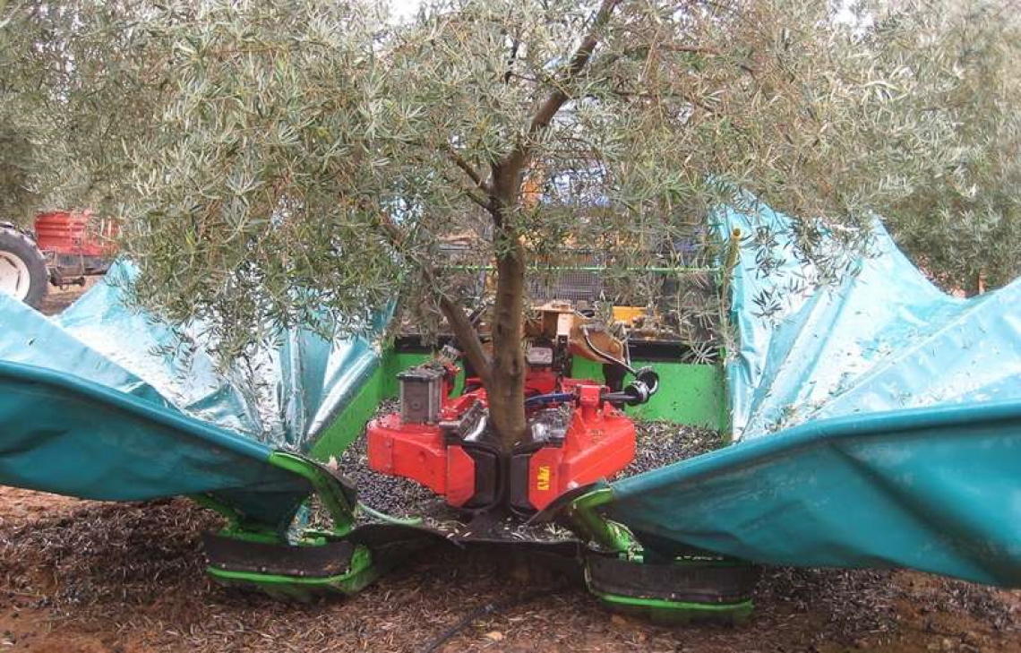 La raccolta meccanizzata delle olive peggiora la qualità dell'olio