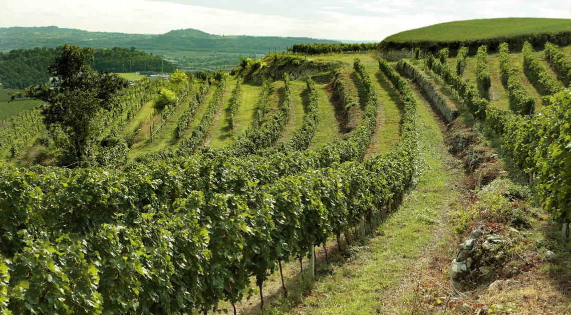 Un unico standard internazionale di sostenibilità ambientale per il vino