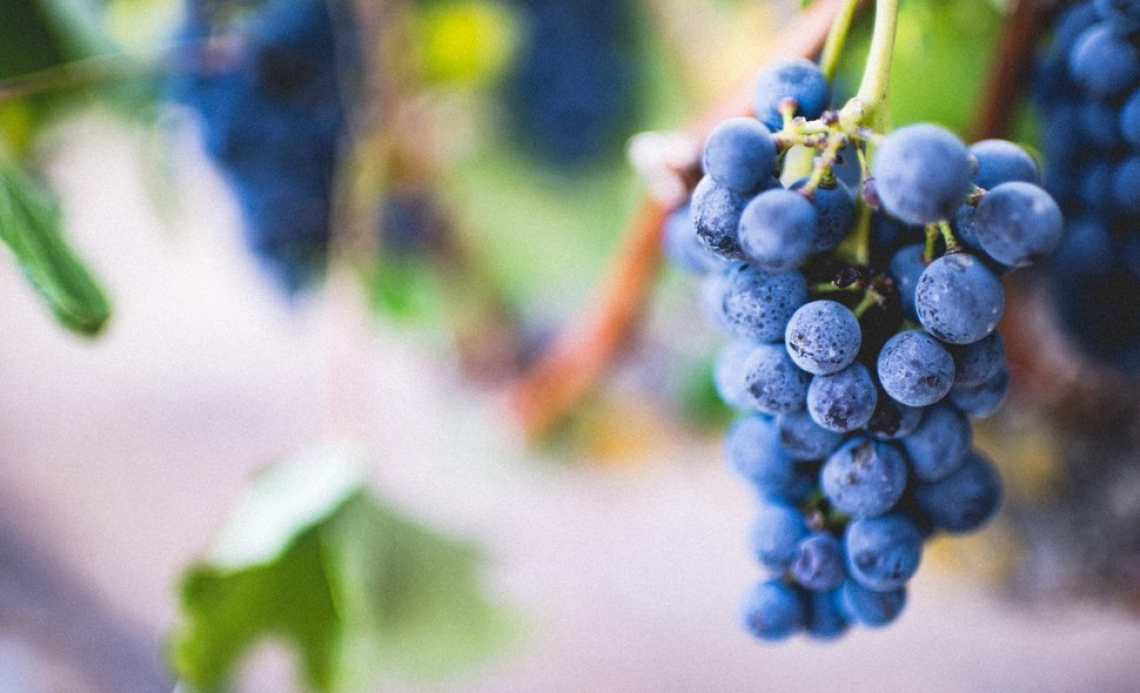 I benefici di una disidratazione controllata dei grappoli per vini Merlot