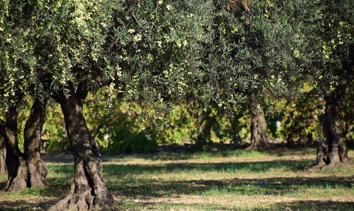 Il futuro dell'olivicoltura mondiale è solo irriguo