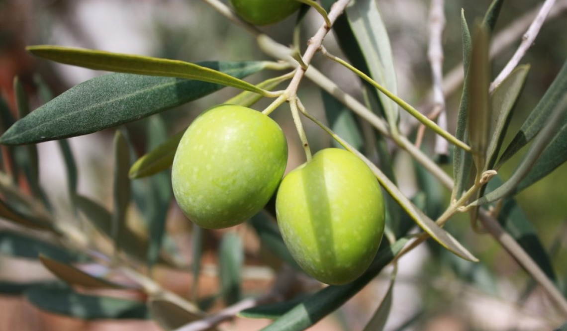 L'oliveto Italia paga dazio per i cambiamenti climatici