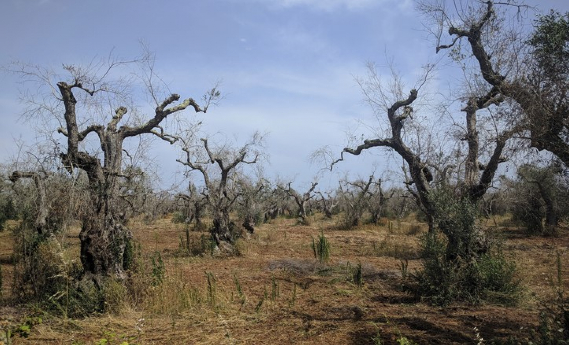 I geni dell'olivo che preservano dalla siccità potrebbero rendere le piante più sensibili a Xylella