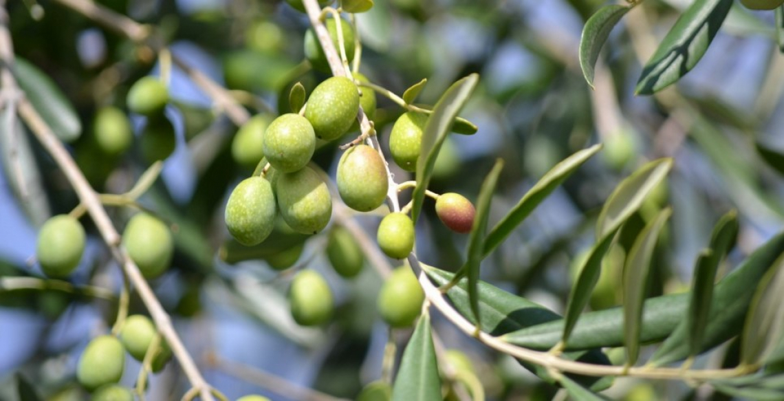 Aumentare resa ed estraibilità dell'olio trattando con etilene all'inviaiatura delle olive