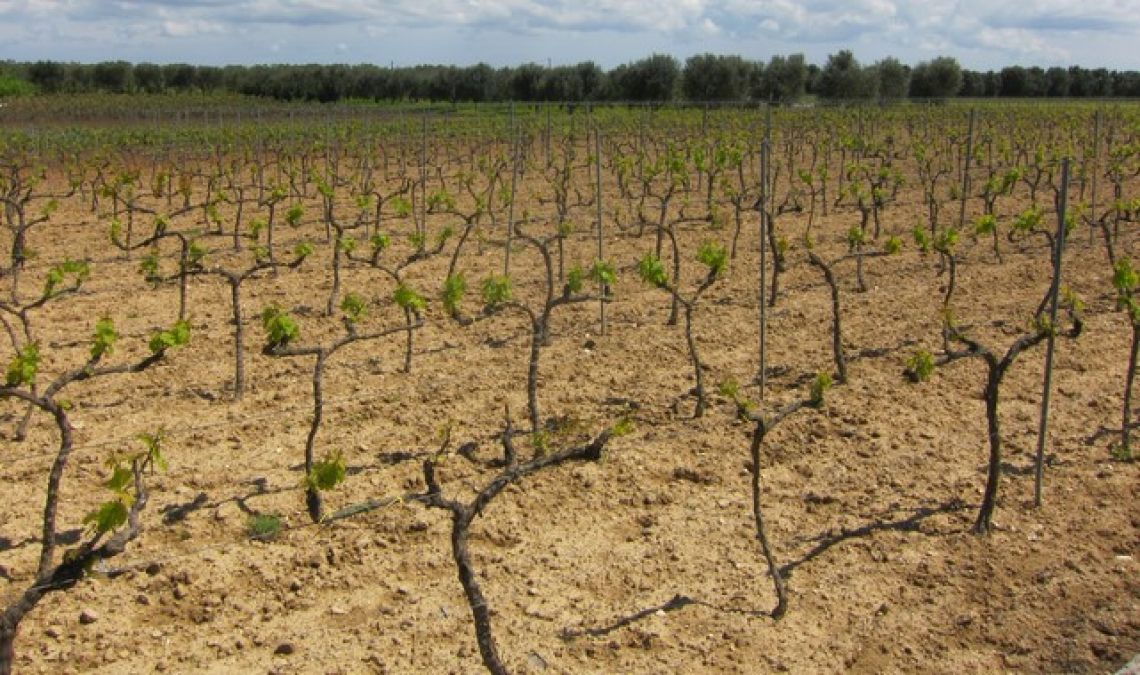 L'influenza di gestione del suolo e forme di allevamento sulla qualità del vino Negroamaro