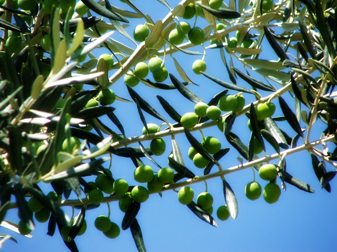 Equilibrio ed equilibrismo per una campagna olearia da 300 mila tonnellate in Italia