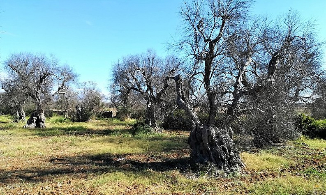 Stanziati 56 mila euro per la ricerca sulle varietà di olivo resistenti a Xylella