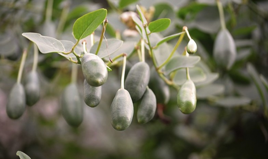 Sequestrate oltre 13 tonnellate di capperi falsamente dichiarati Dop