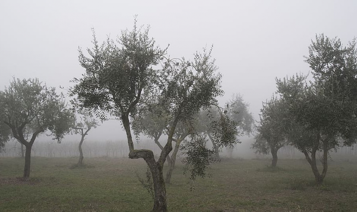 Cresce l'olivicoltura in Emilia Romagna ma la produzione sarà scarsa