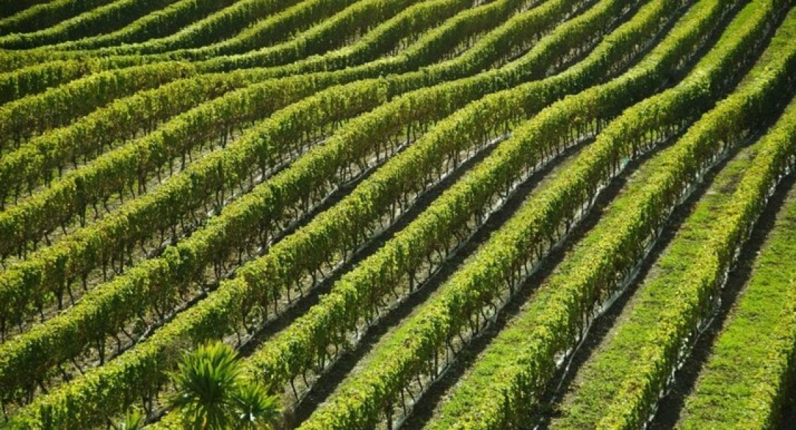 Tra Emilia Romagna e Toscana crescono di 1000 ettari i vigneti