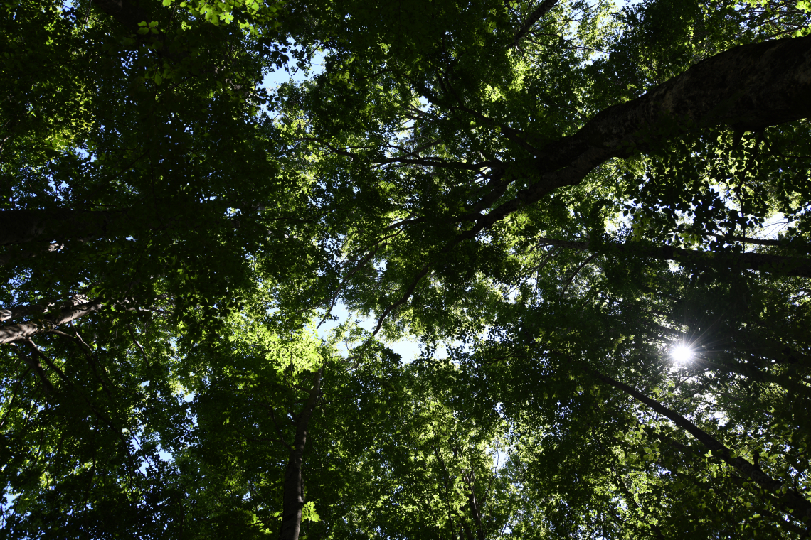 I boschi italiani crescono e assorbono sempre più anidride carbonica