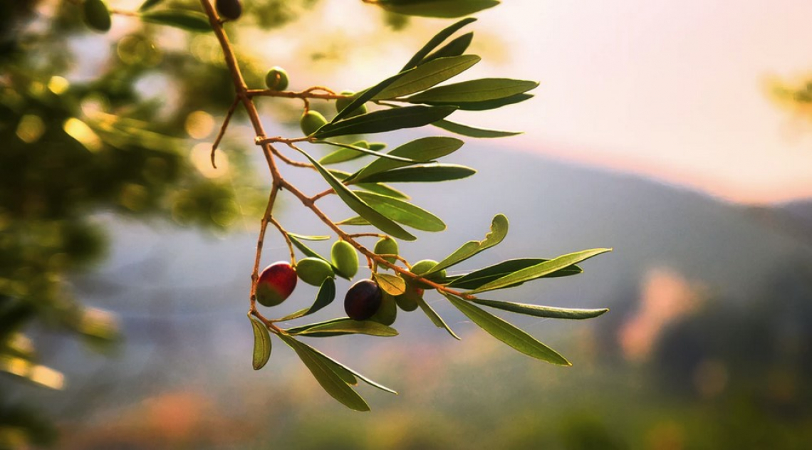 La vera affidabilità del colore per stabilire lo stato di maturazione delle olive