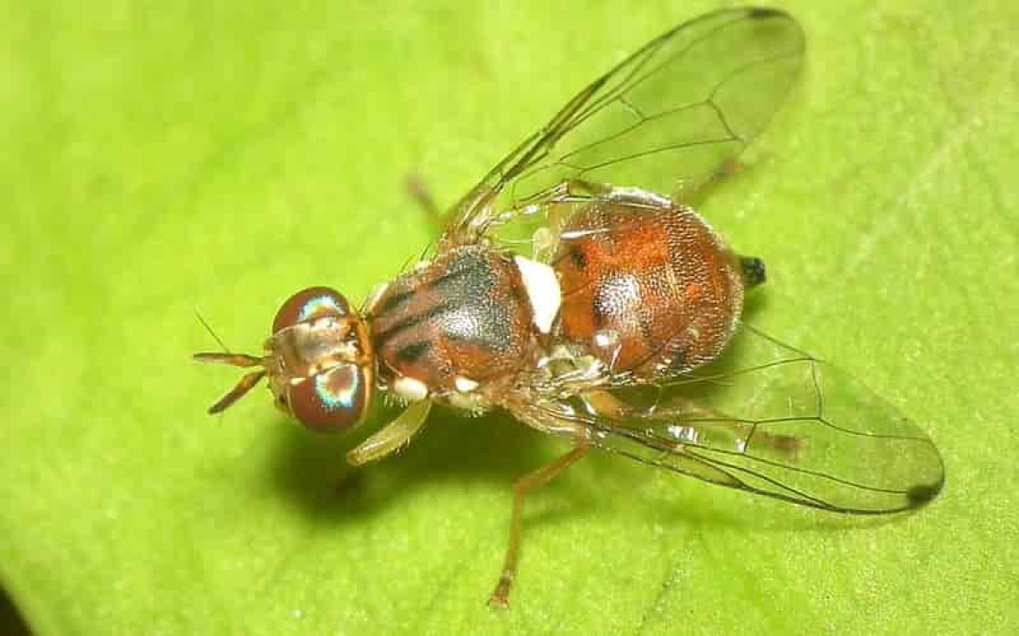 Come difendersi da attacchi tardivi di mosca delle olive