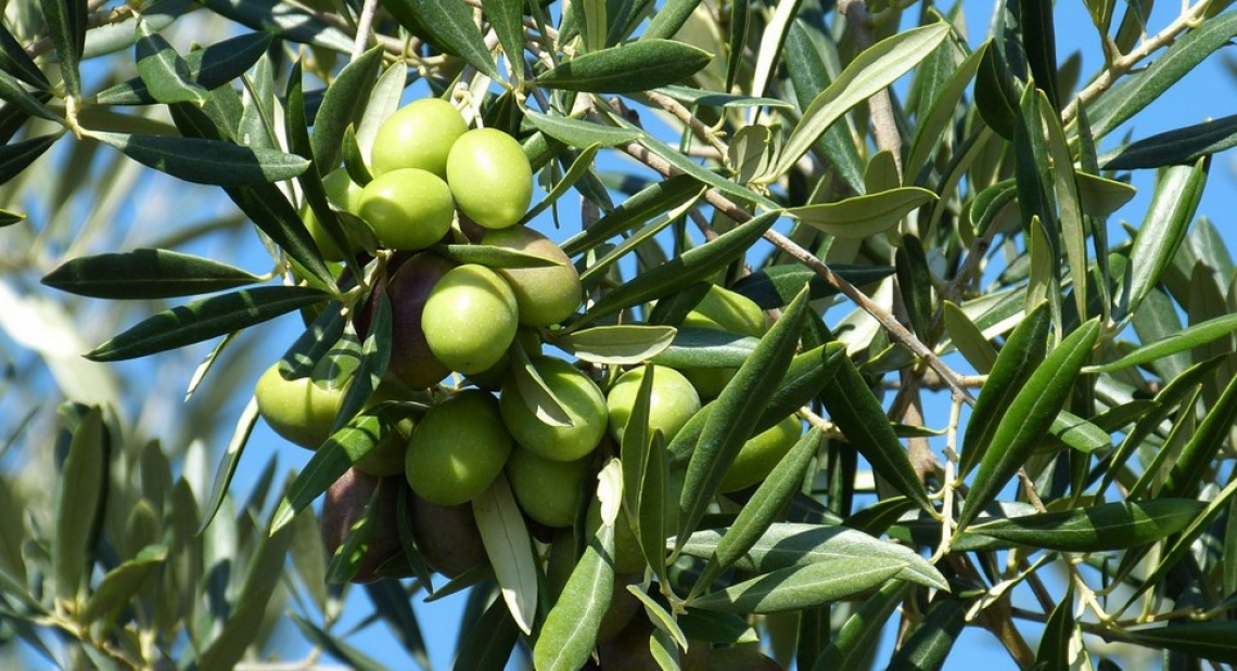 Il diverso profilo aromatico delle cultivar olivicole minori italiane e l'impatto sugli oli monovarietali
