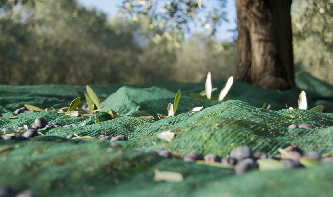 Ecco come le ammaccature sulle olive causate dalla raccolta peggiorano la qualità dell'olio