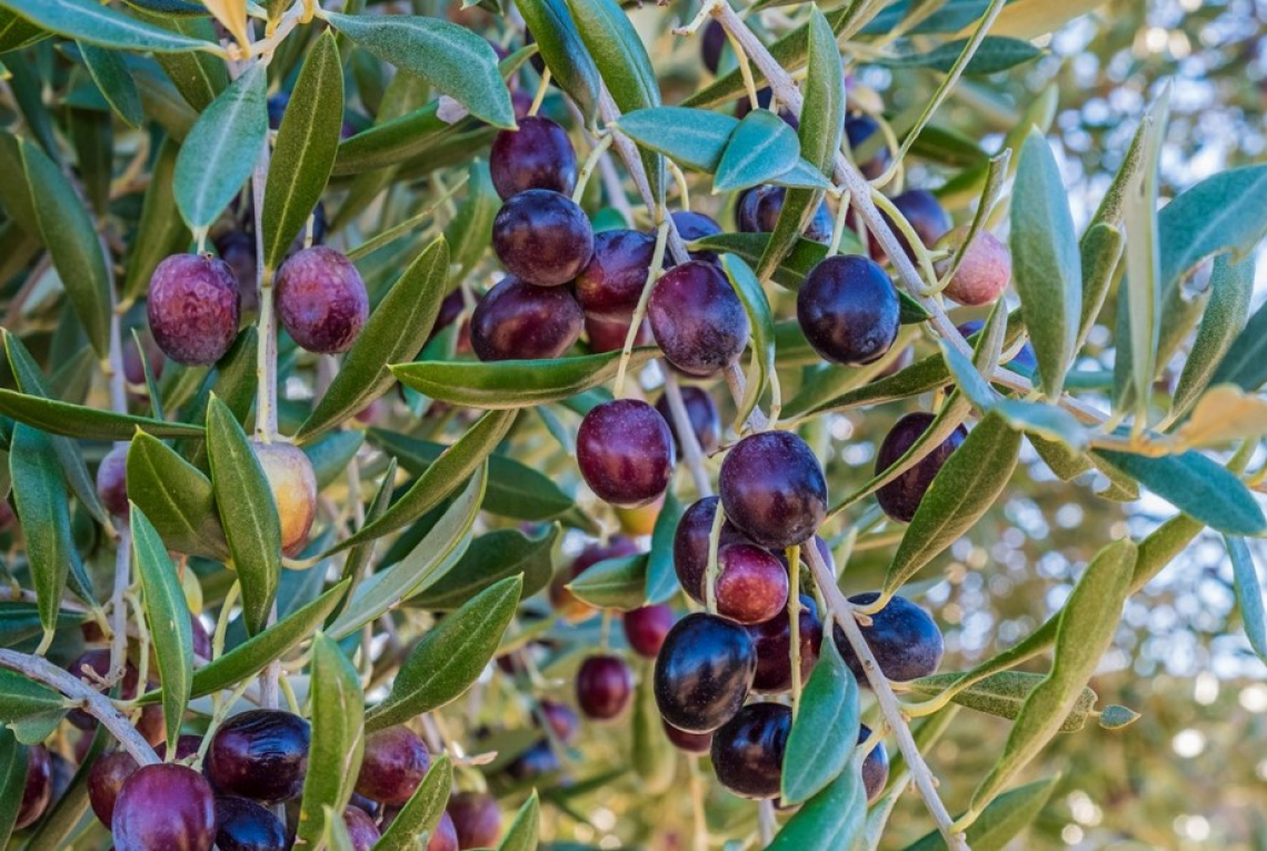 Aumenta di 100 mila tonnellate la produzione d'olio di oliva tunisina