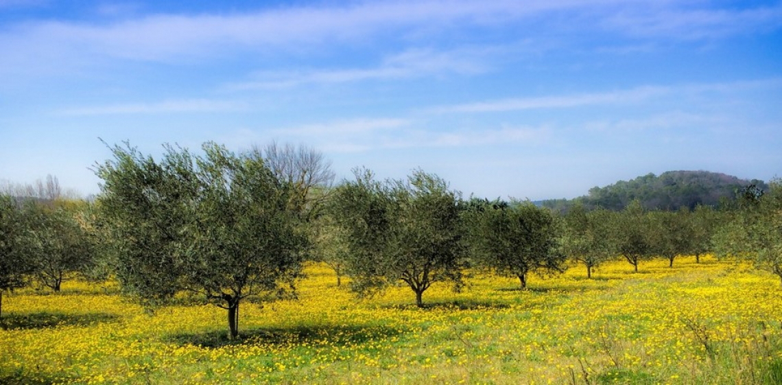 Diminuisce il prezzo degli oliveti in Spagna