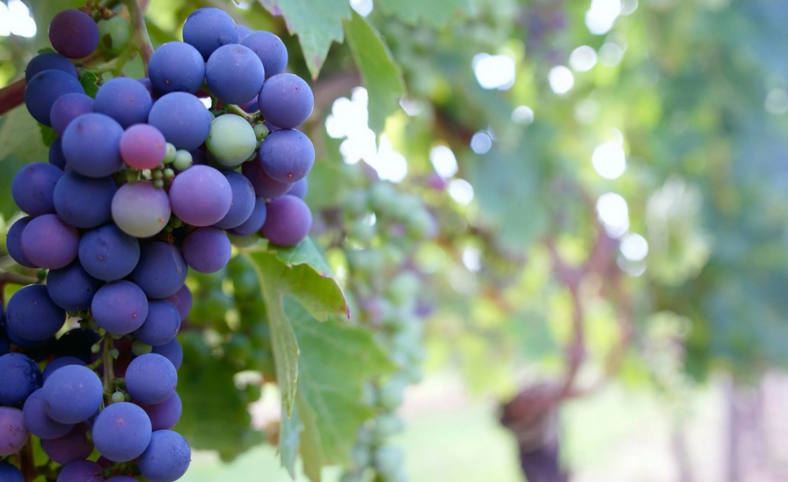 La viticoltura biologica estesa ormai su mezzo milione di ettari