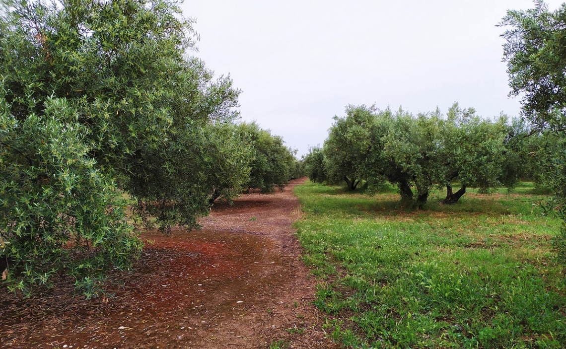 L'intensificazione dell'olivicoltura danneggia l'ambiente