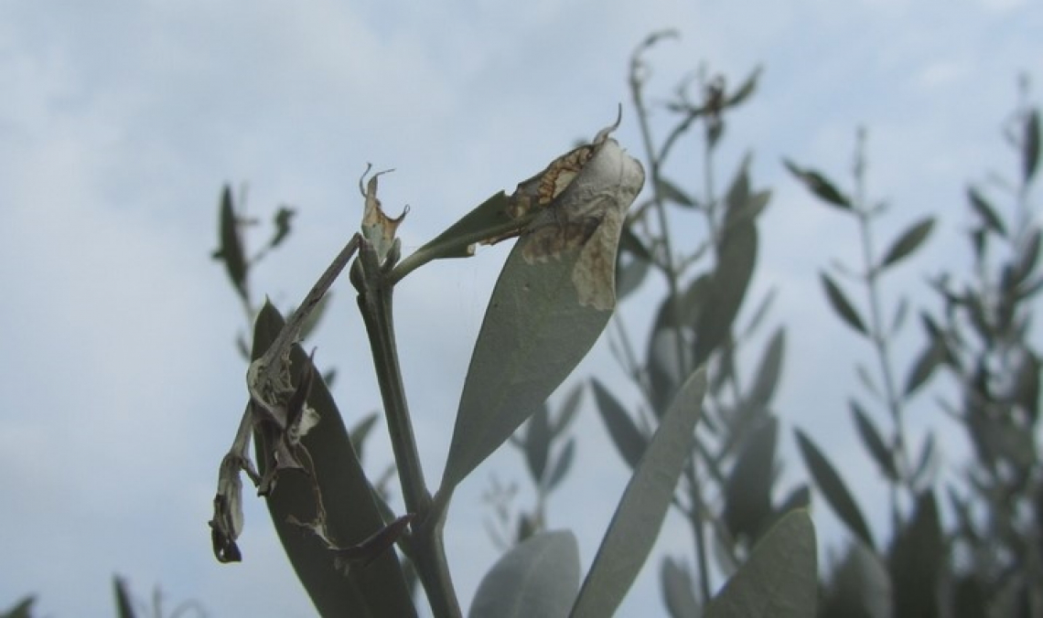 Monitorare per difendersi da margaronia e cecidomia dell'olivo