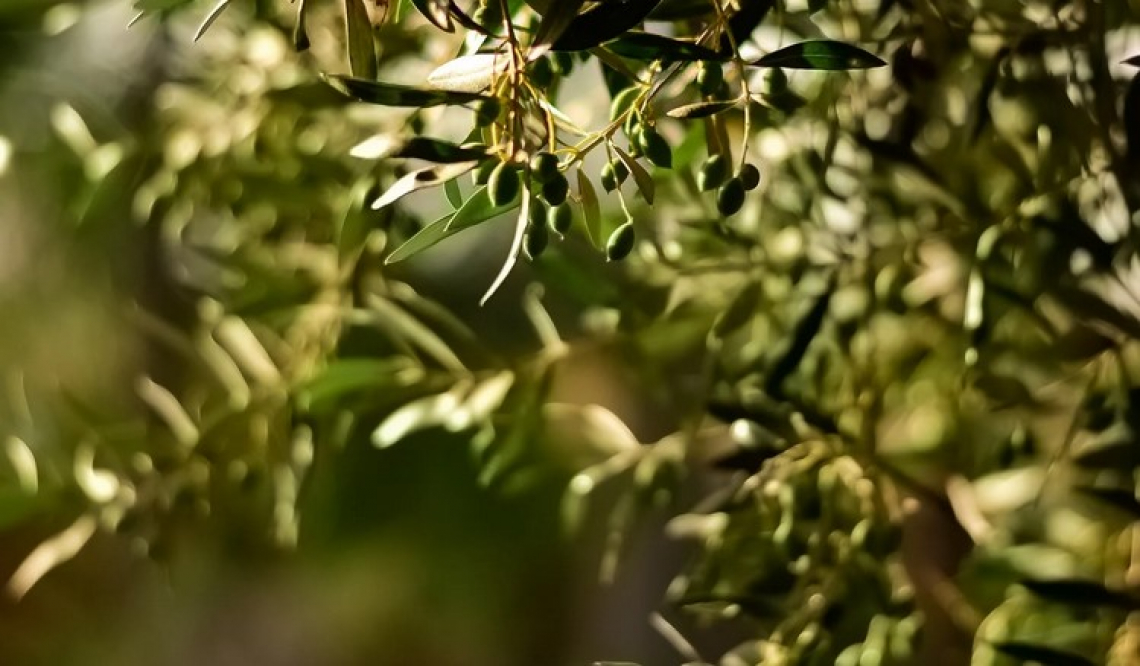 Le genesi e la formazione dei composti fenolici nell'oliva