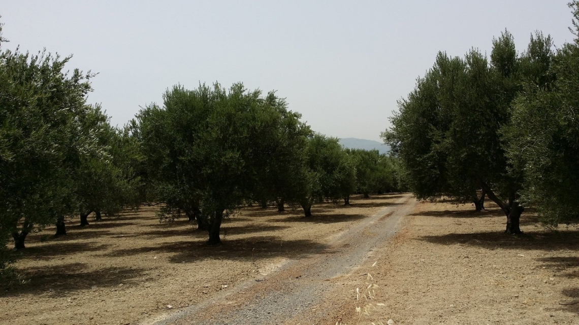 In terreni calcarei la fertilizzazione chimica dell'olivo non basta