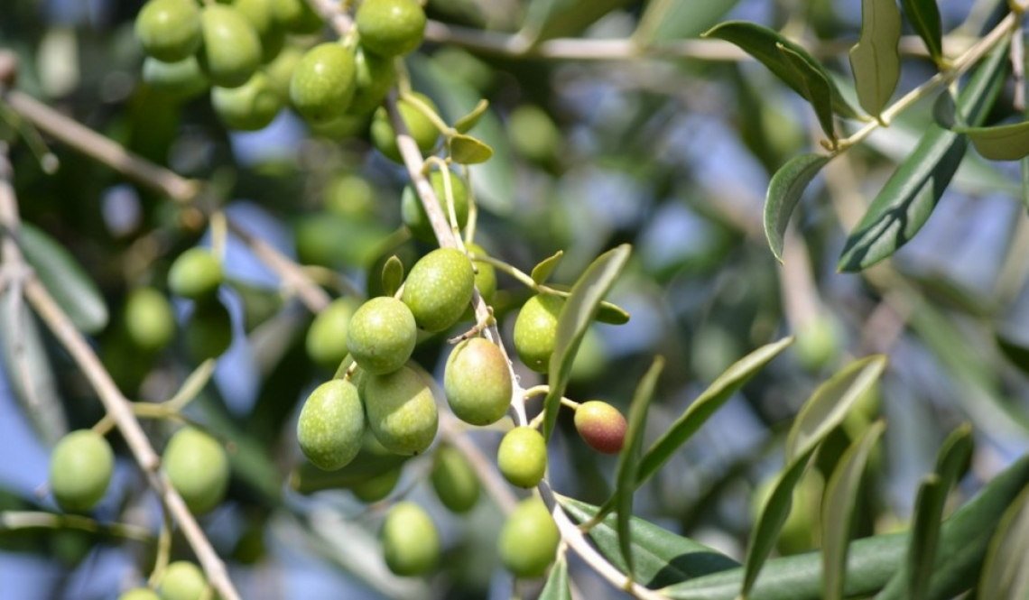 Raccolta delle olive: conoscere per ottimizzare e risparmiare