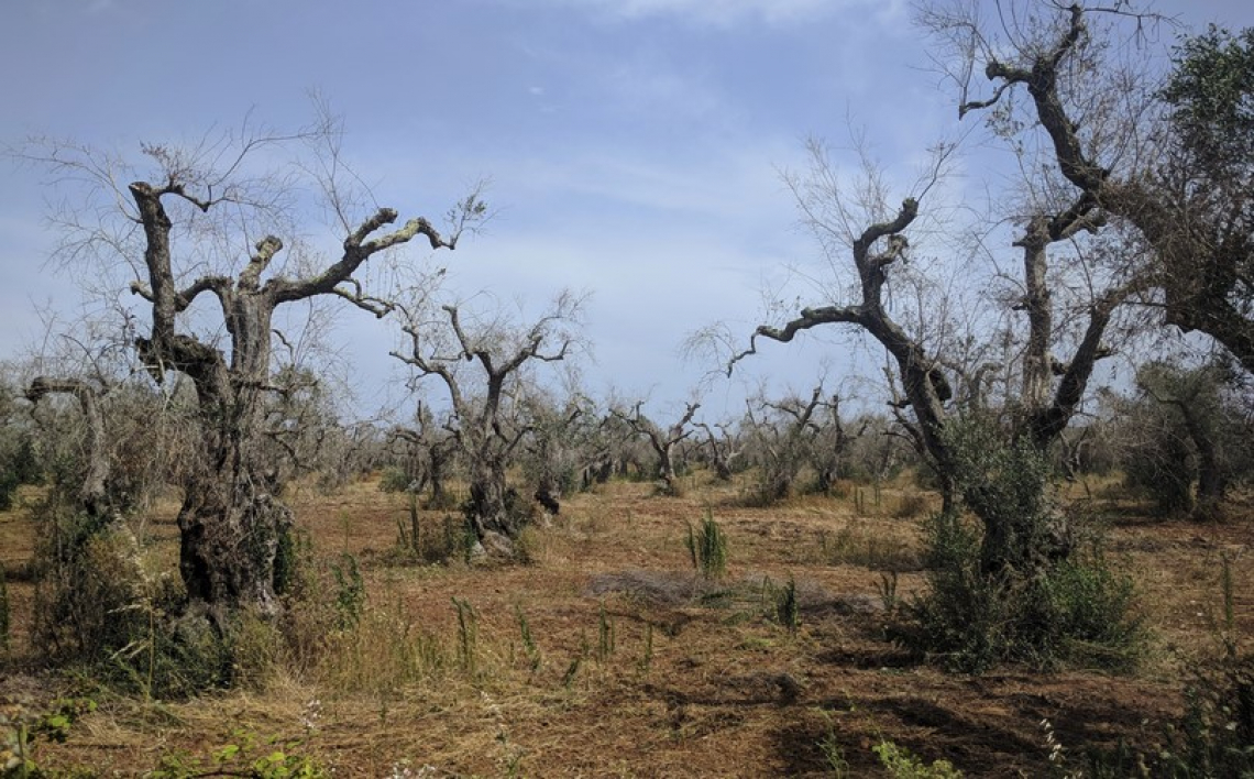 Fermi i 40 milioni di euro per la nuova olivicoltura del Salento