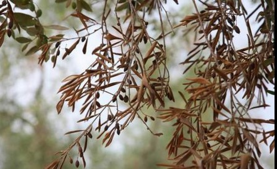Xylella: on-line il cruscotto sull'attività di sorveglianza territoriale del batterio
